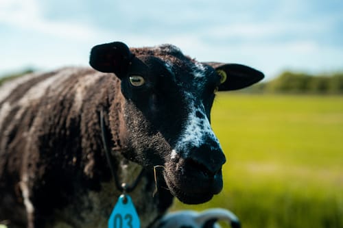Nederlands Bonte Schaap